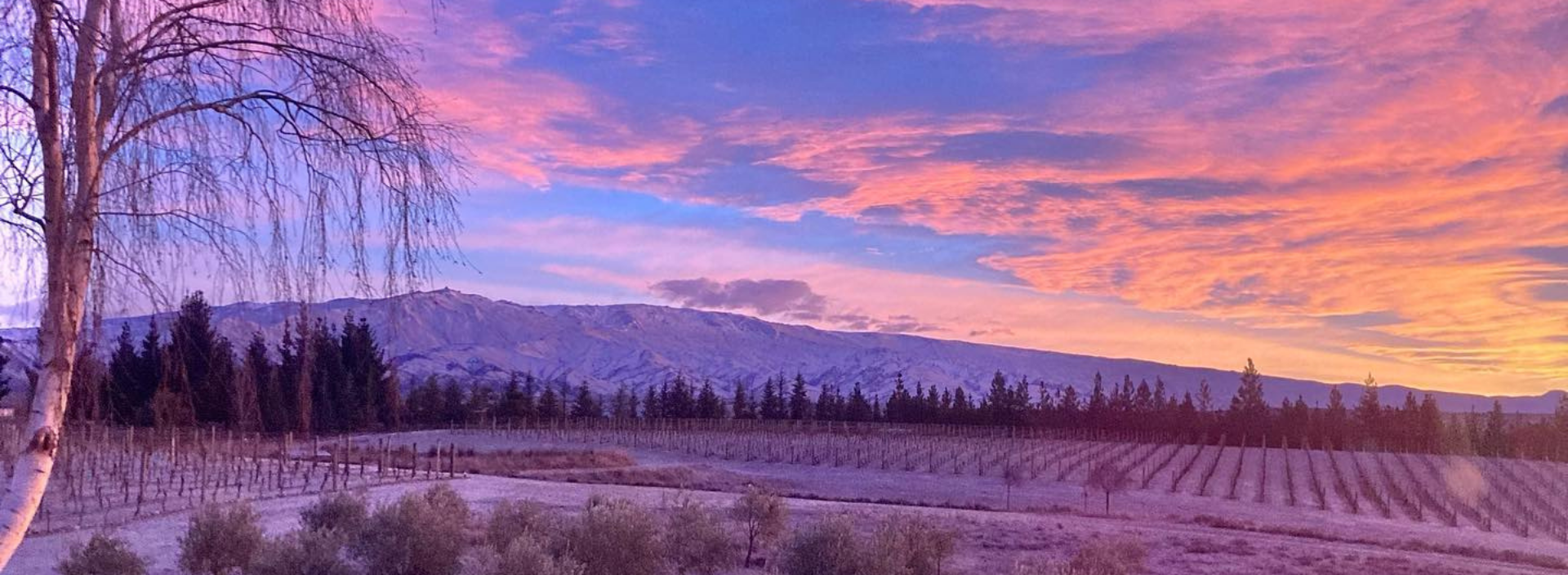 Berica Success Story